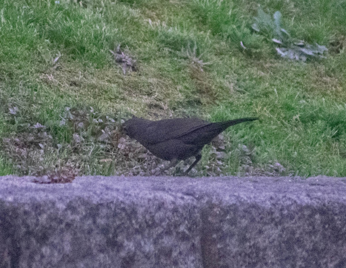 Eurasian Blackbird - ML339561461