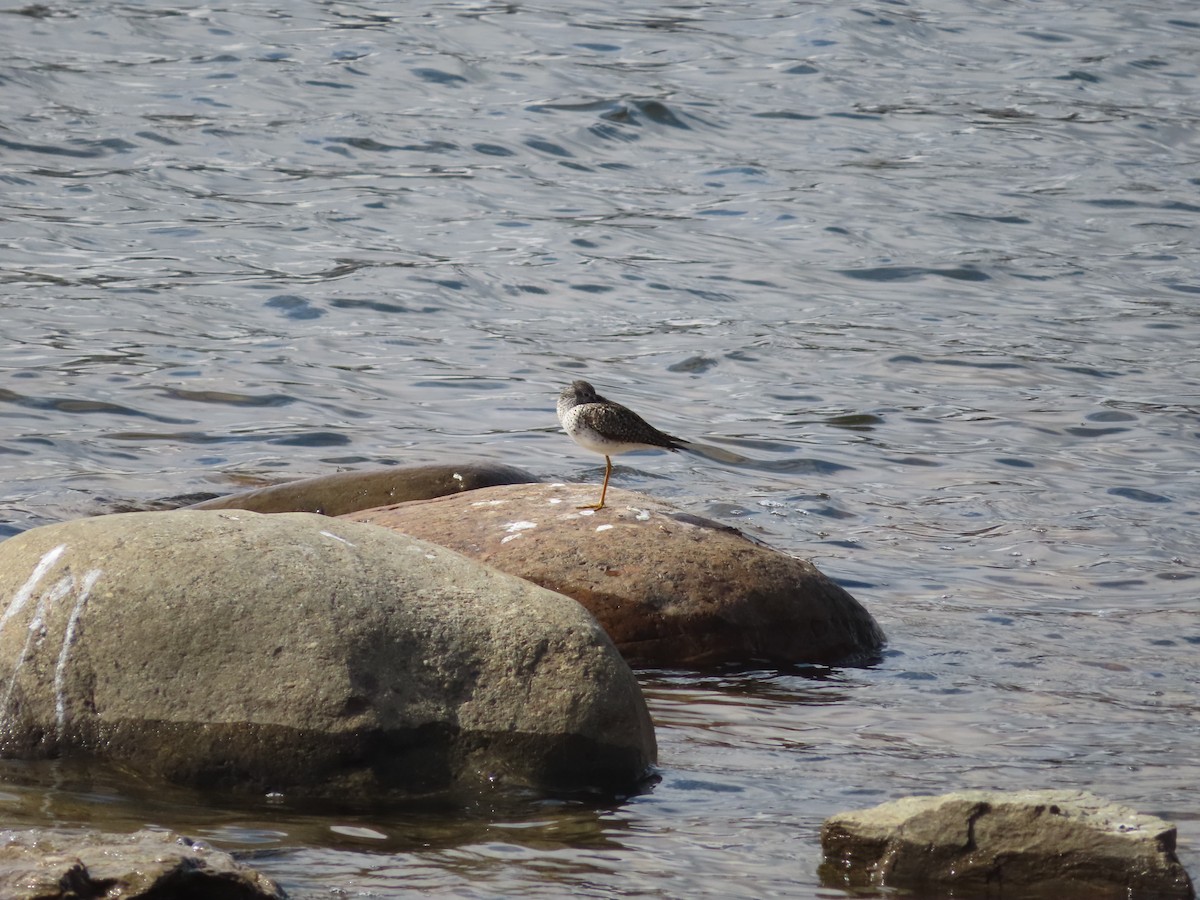 Lesser Yellowlegs - ML339562941