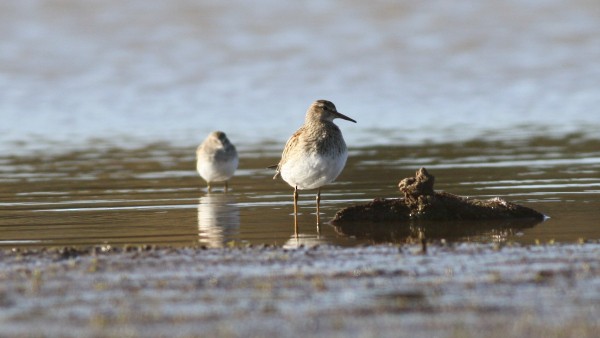 Pectoral Sandpiper - ML33956301