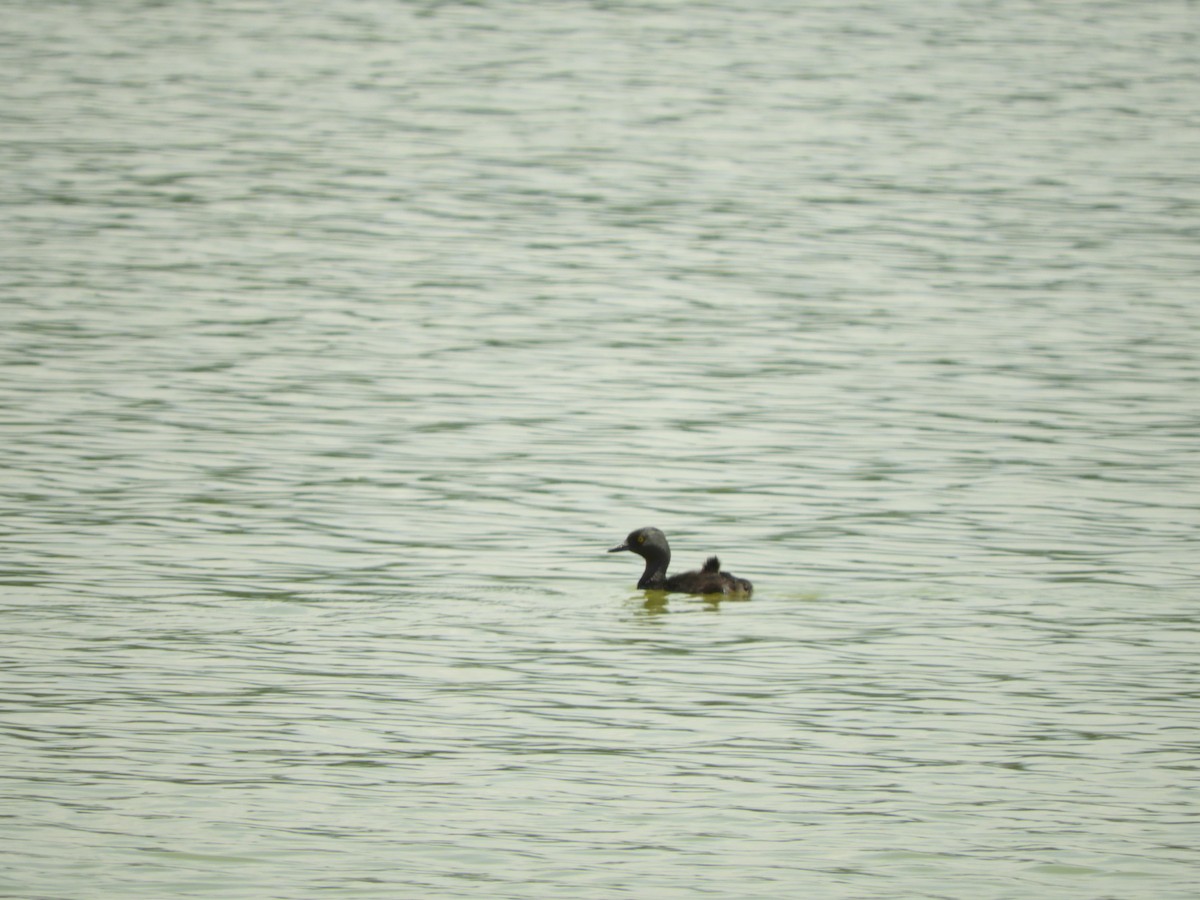 Least Grebe - ML339564251