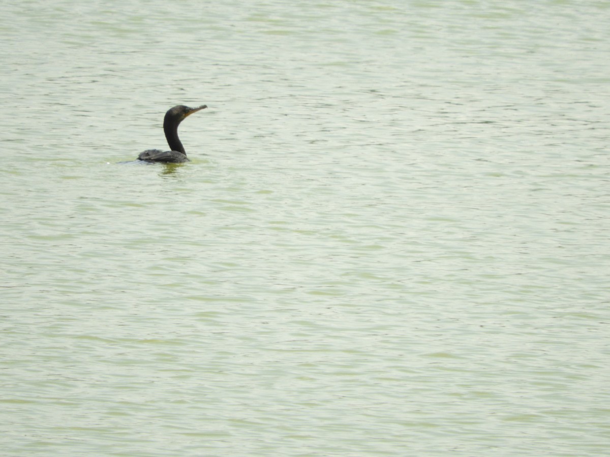 Neotropic Cormorant - ML339564751