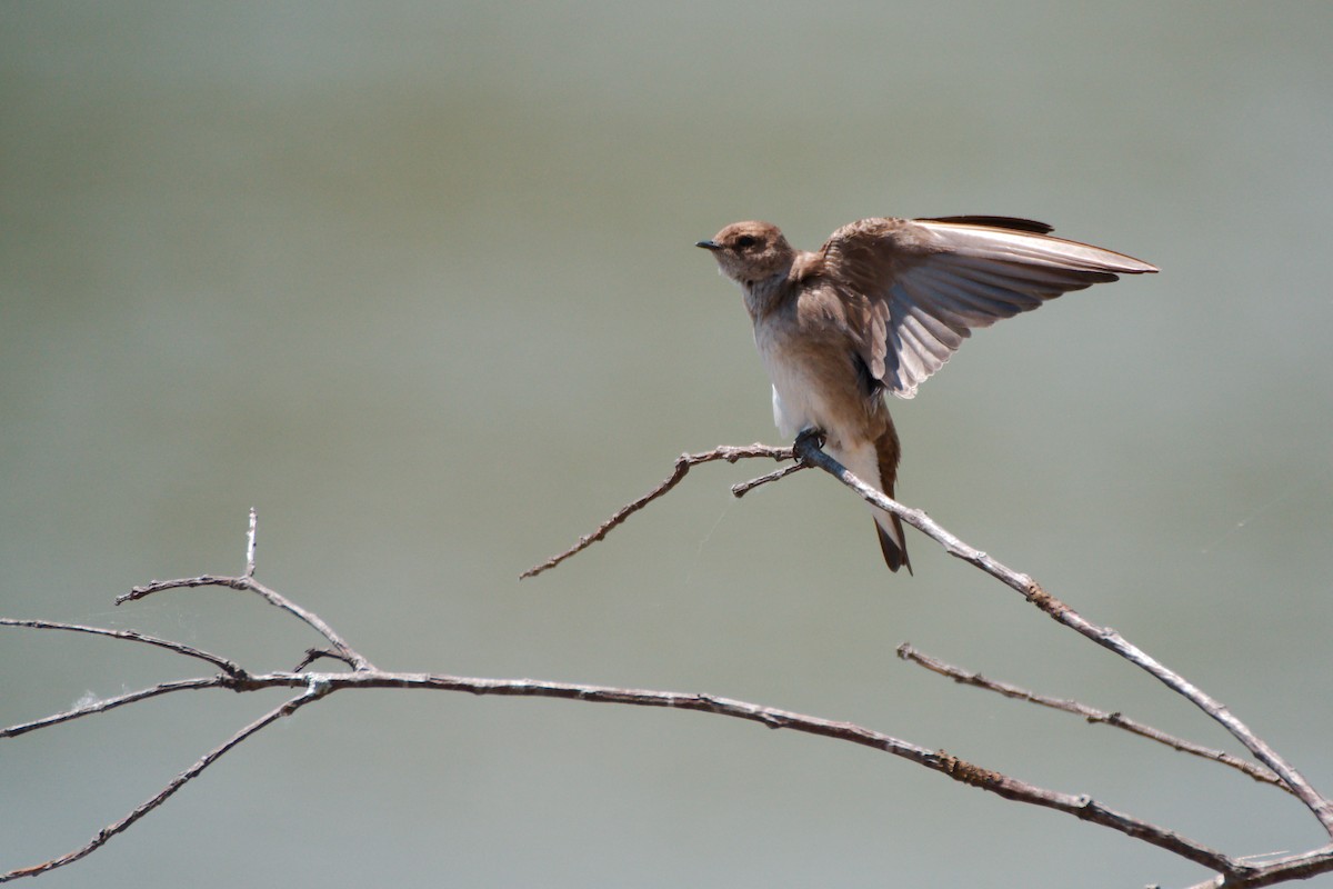 Northern Rough-winged Swallow - ML339564861