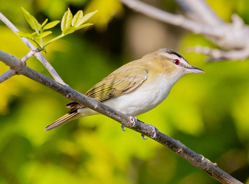 Red-eyed Vireo - ML339564921