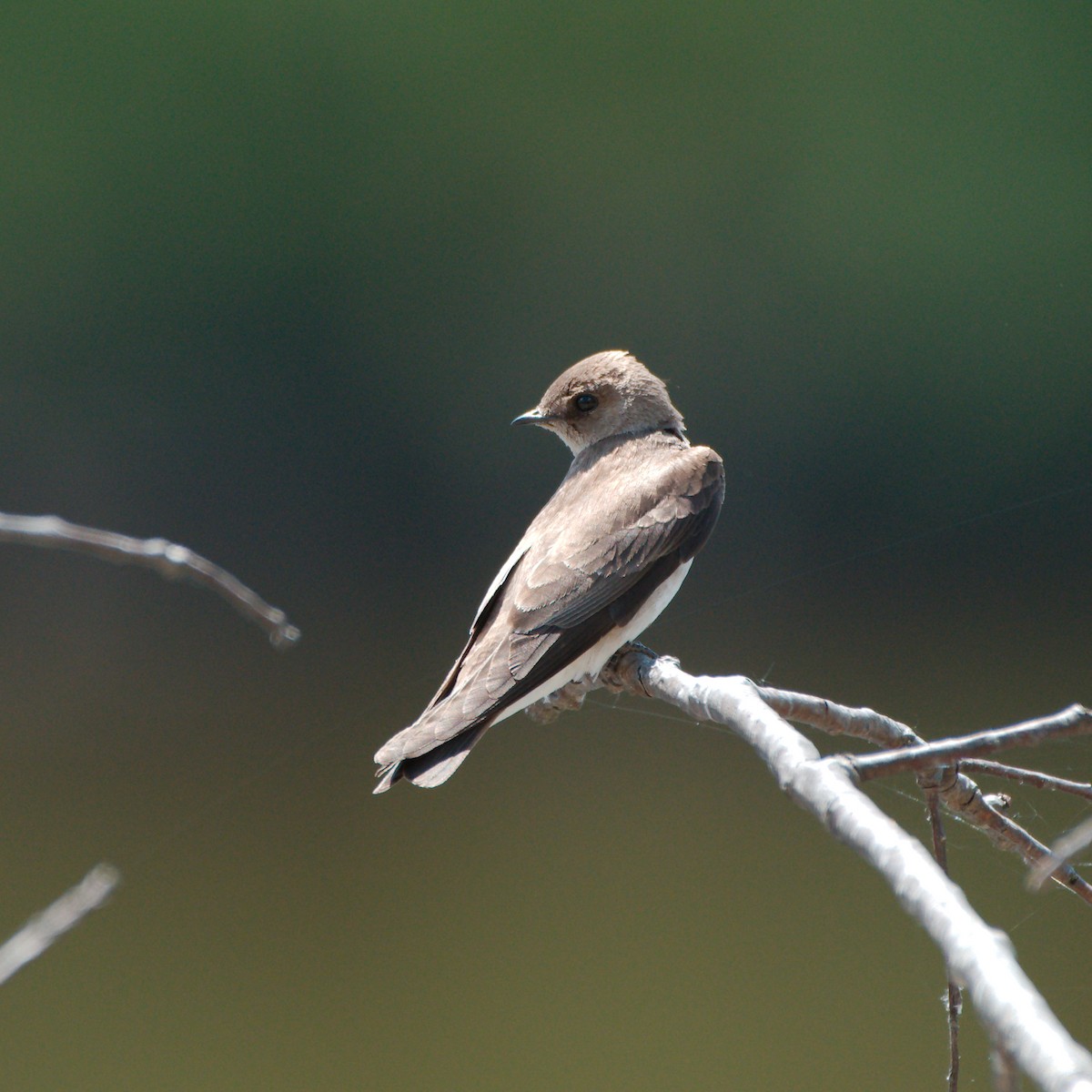 Northern Rough-winged Swallow - ML339564941