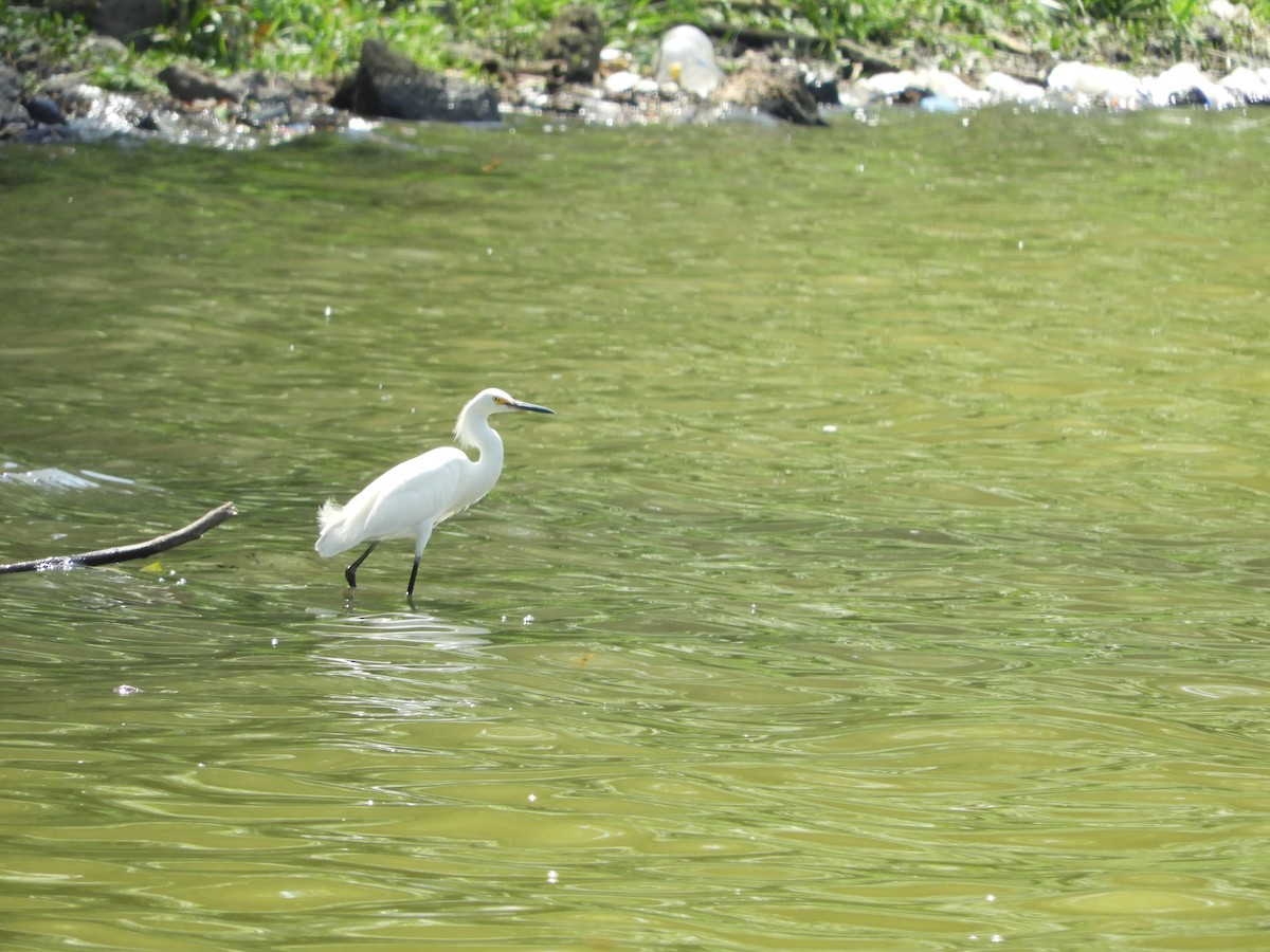 Snowy Egret - ML339565581