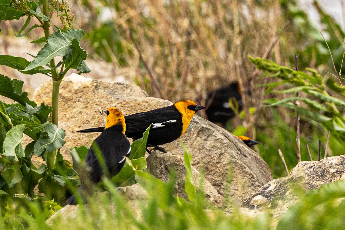 Yellow-headed Blackbird - ML339565851