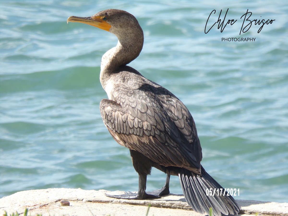 Double-crested Cormorant - ML339567581