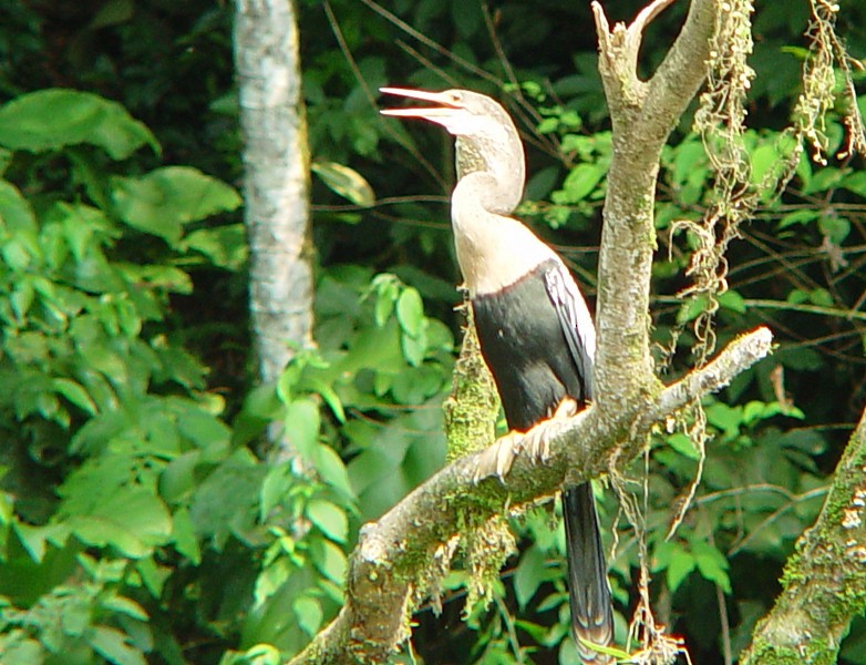 Anhinga - Jeff Chapman