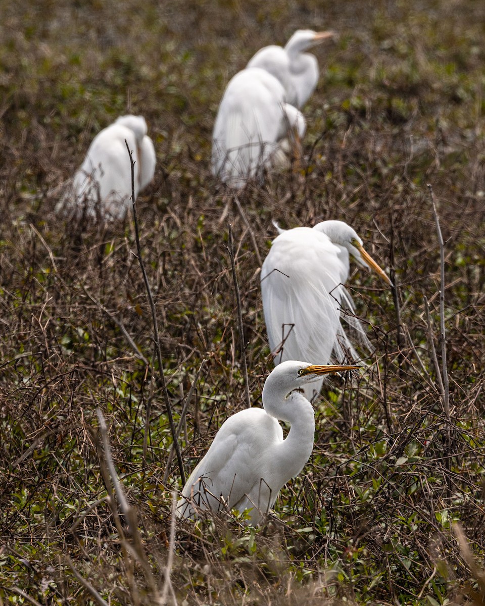 Great Egret - ML339568561