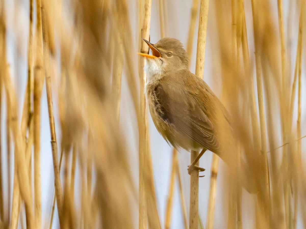 Common Reed Warbler - ML339568681