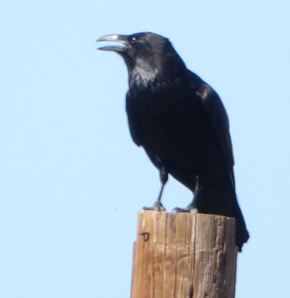 Common Raven - ML339569191