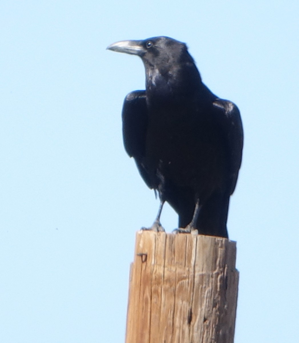 Common Raven - ML339569301