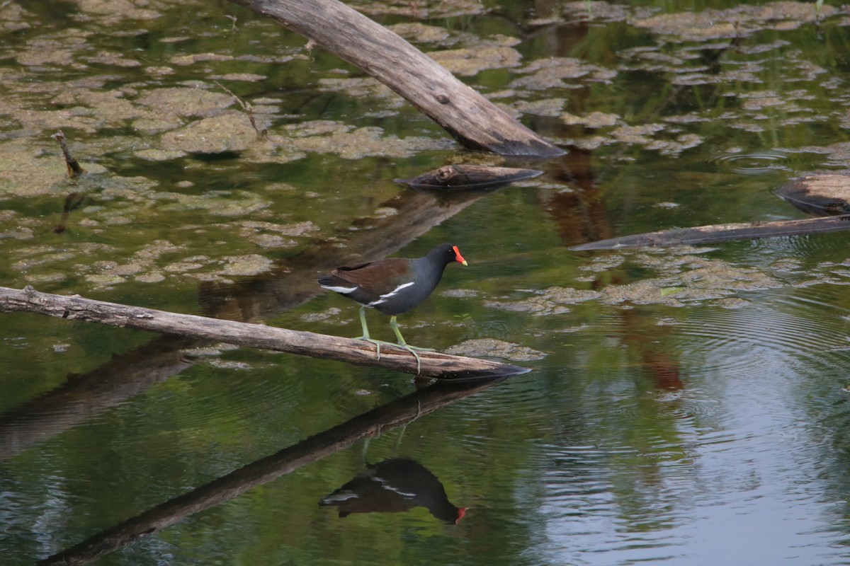 Common Gallinule - ML339569351