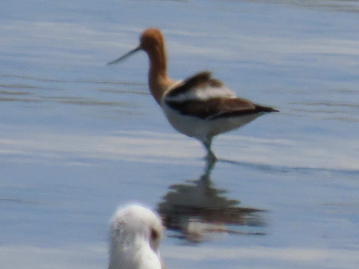 Avocette d'Amérique - ML339569421