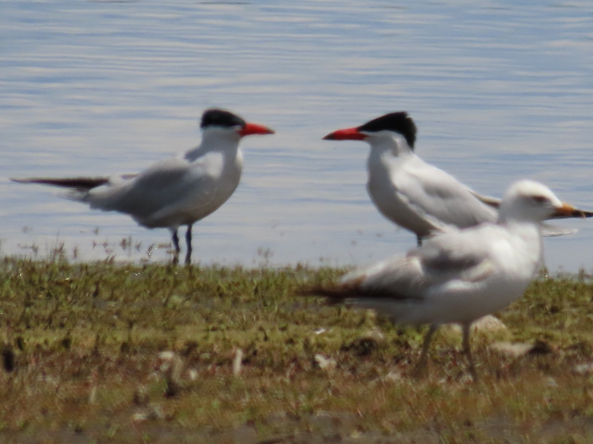 Caspian Tern - ML339569611