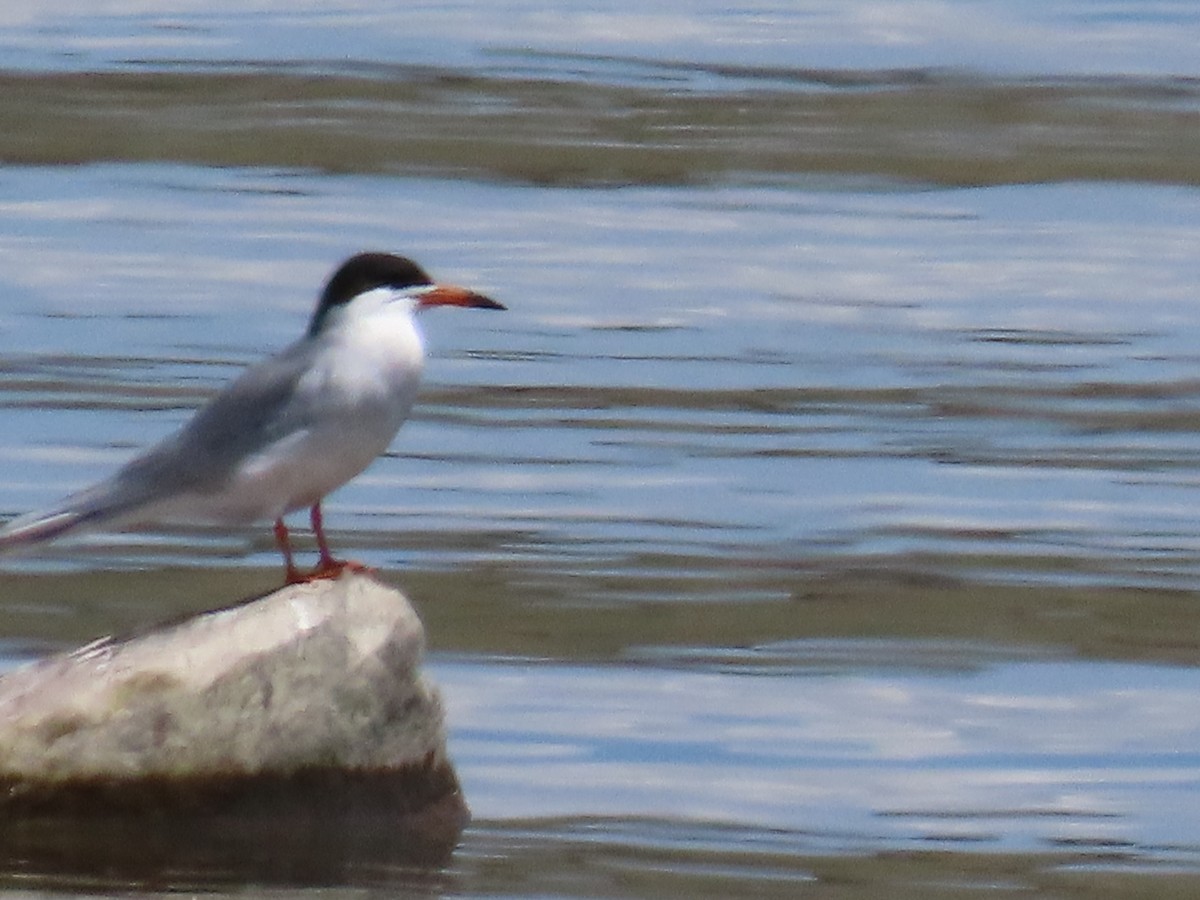 Forster's Tern - ML339569661