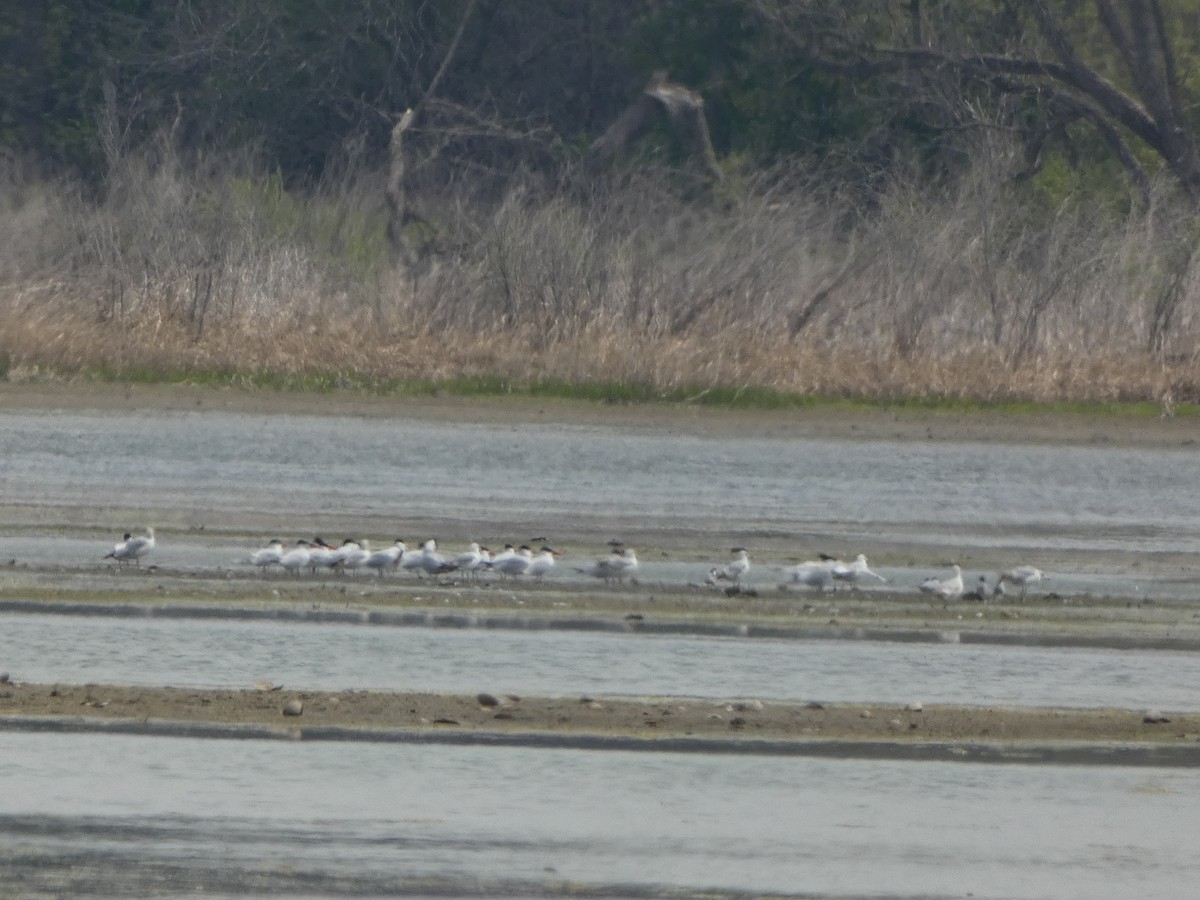 裏海燕鷗 - ML339570741