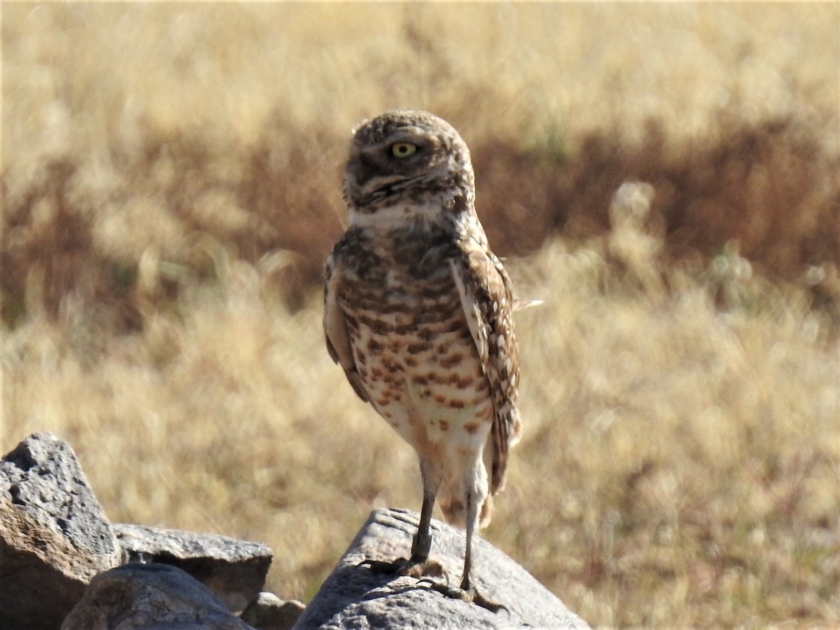 Burrowing Owl - ML339573861