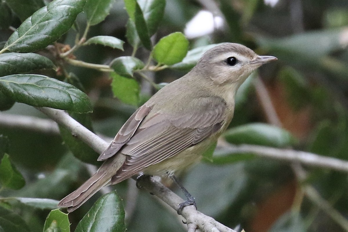 Warbling Vireo - ML339575251