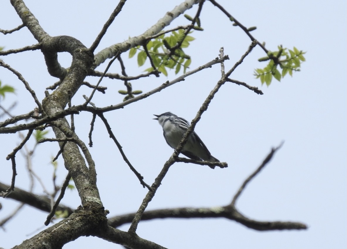 Cerulean Warbler - ML339575731