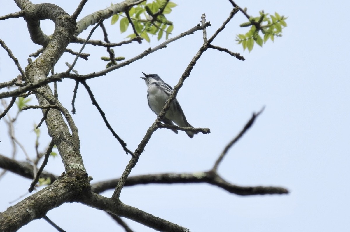 Cerulean Warbler - ML339575741