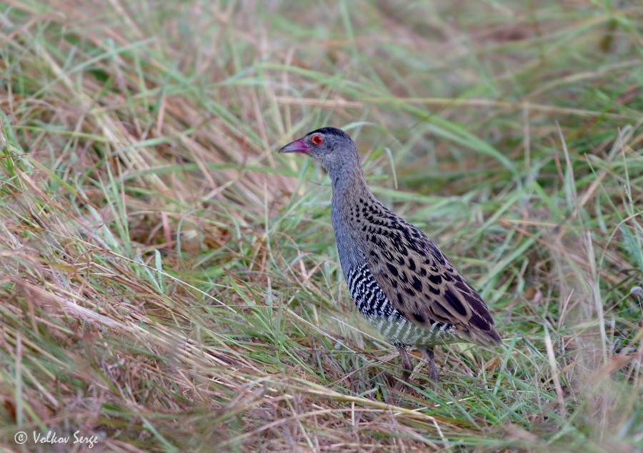 African Crake - ML339579991