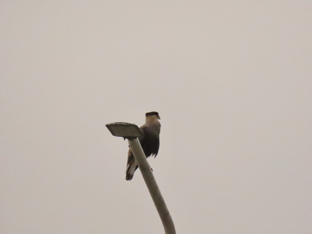 Caracara Carancho (sureño) - ML339580701