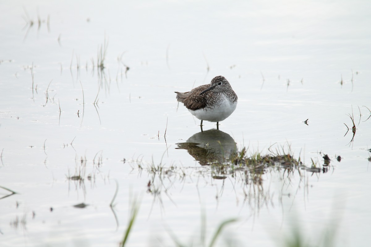 Solitary Sandpiper - ML33958271