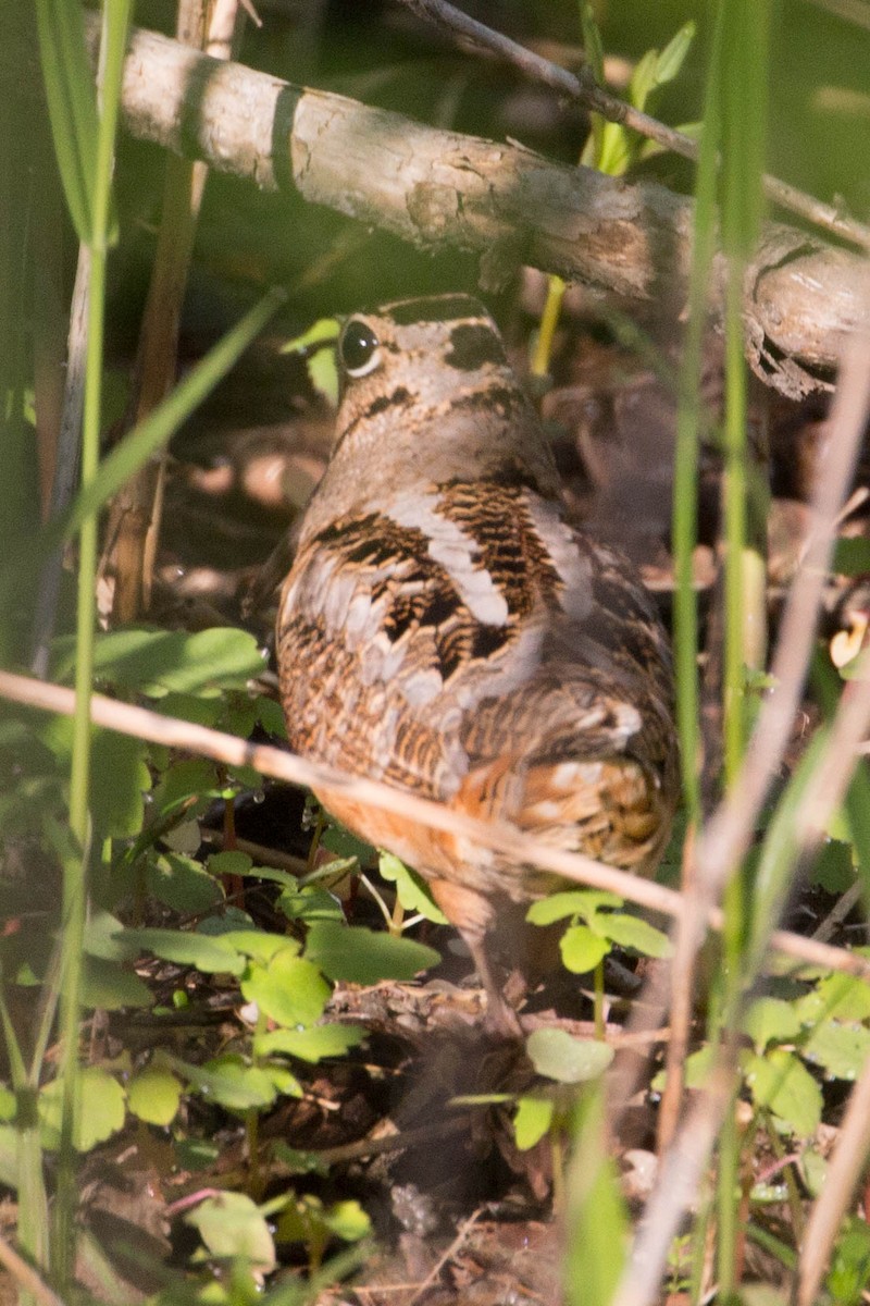 American Woodcock - ML339584301