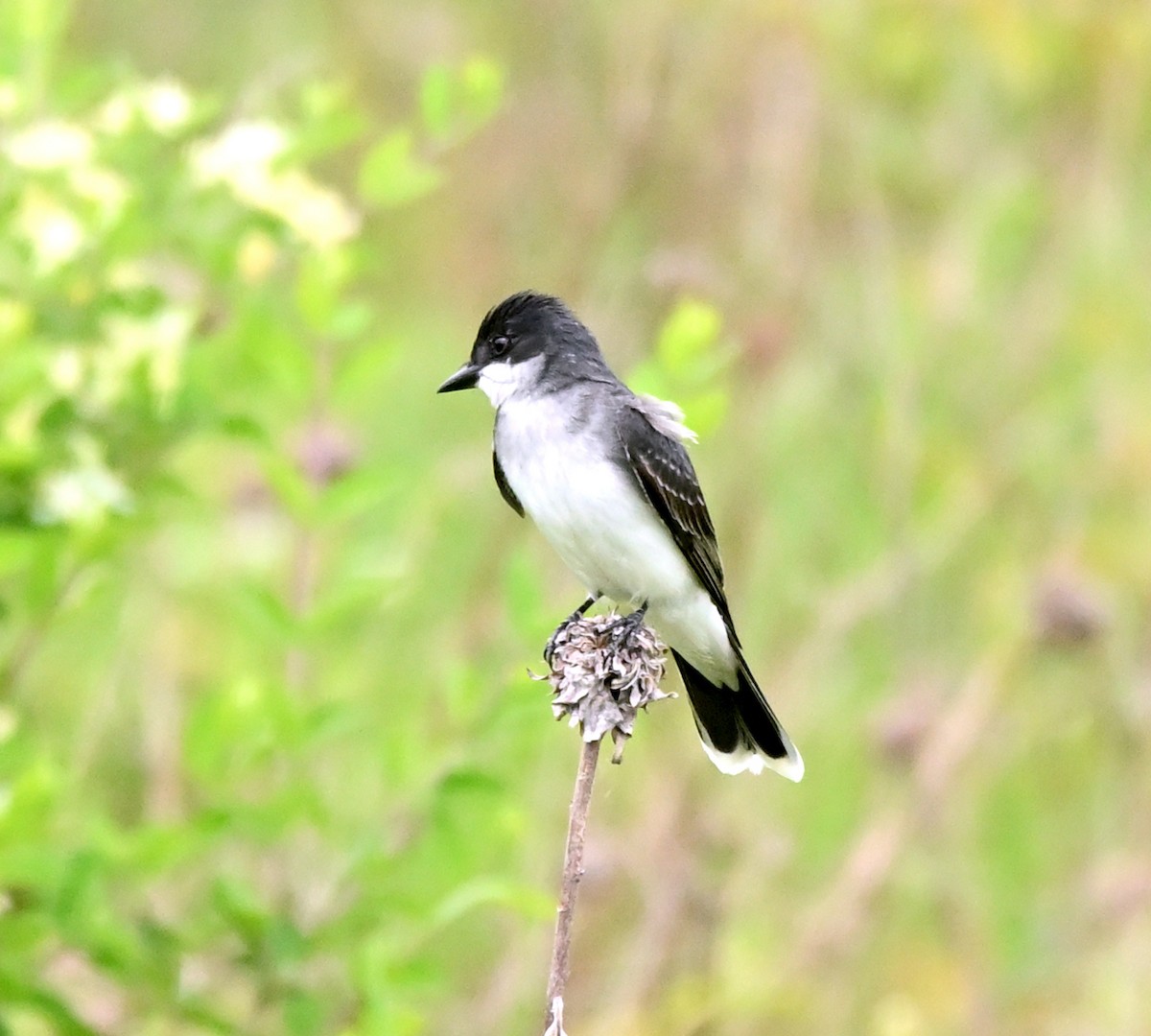 Eastern Kingbird - Heather and Jim Eline