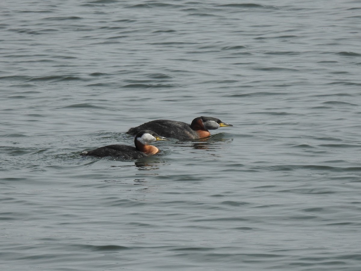 Red-necked Grebe - Alyssa Kwiatkowski