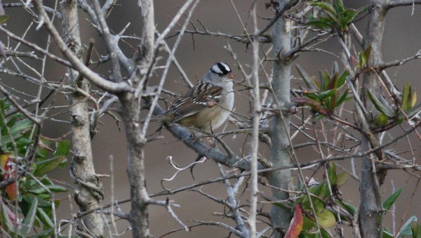 White-crowned Sparrow - ML33958501