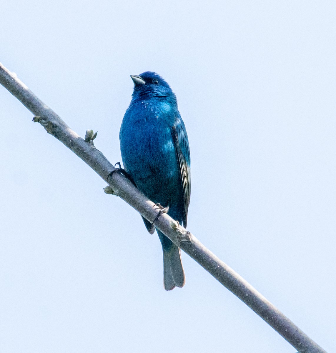 Indigo Bunting - ML339588071