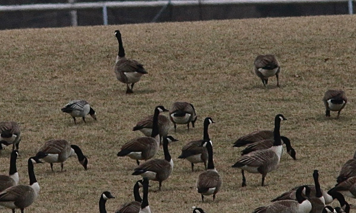 Barnacle Goose - ML339590181