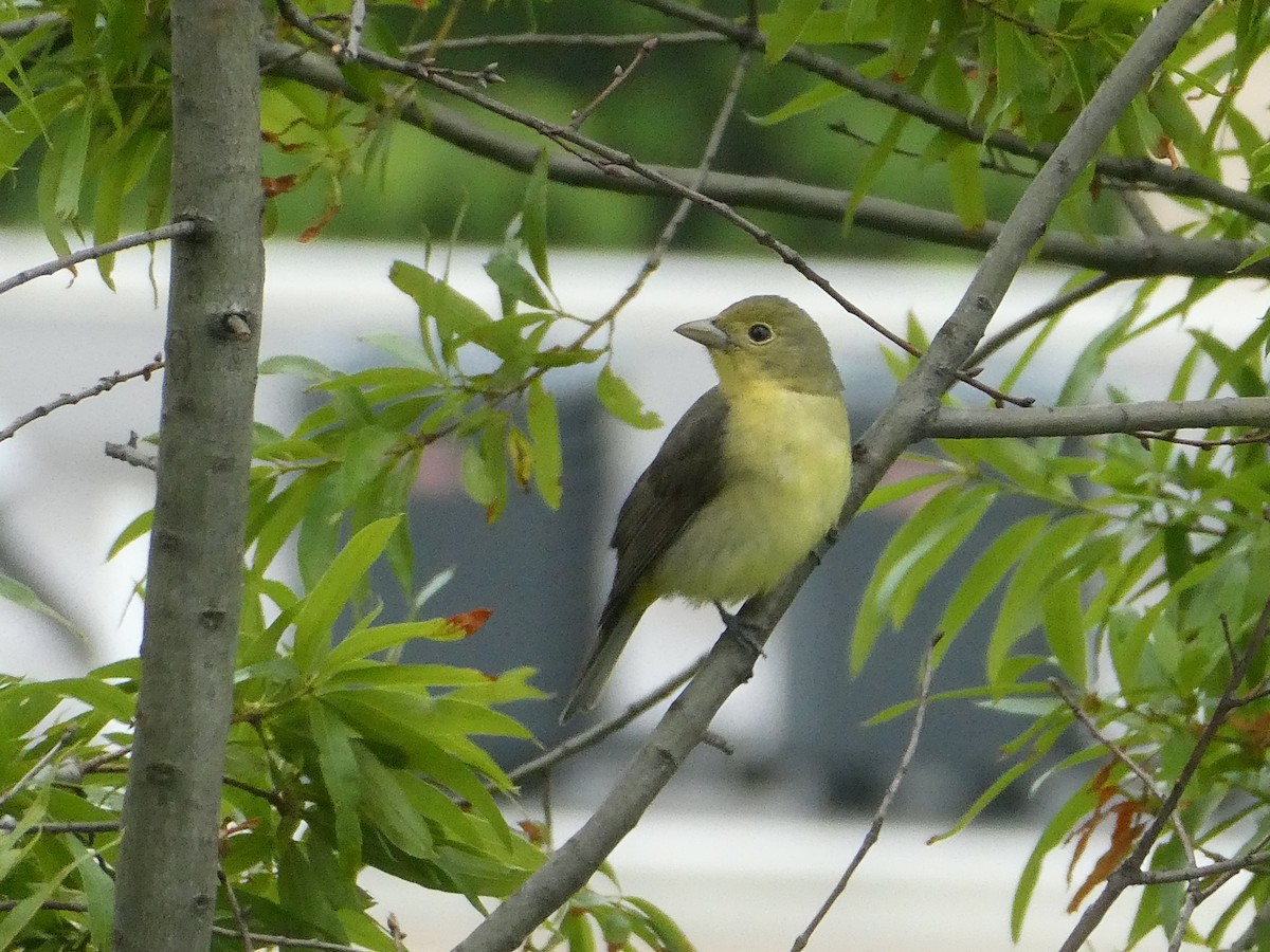 Scarlet Tanager - ML339590701