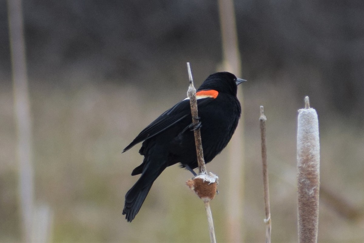 Red-winged Blackbird - ML339591051