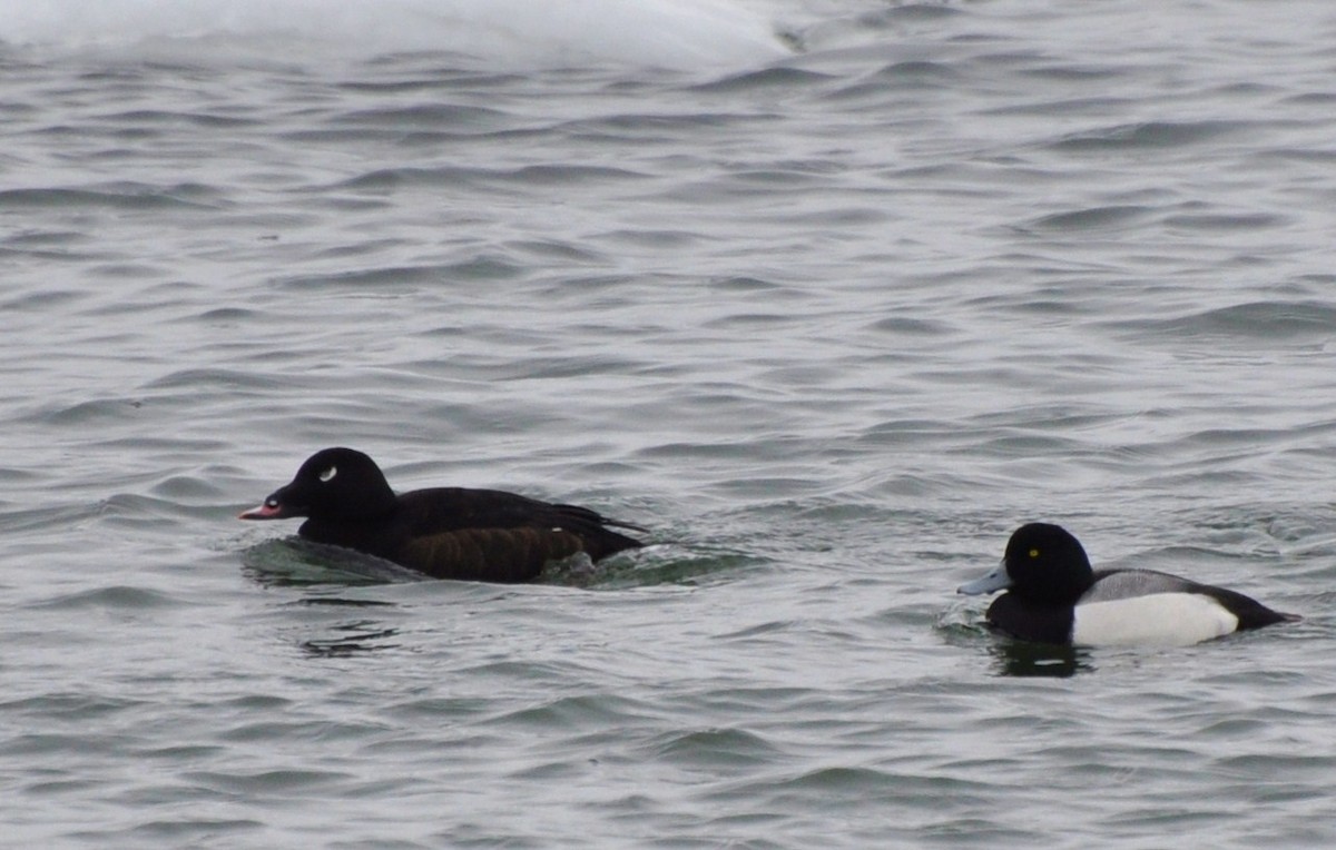 White-winged Scoter - Mike Stewart