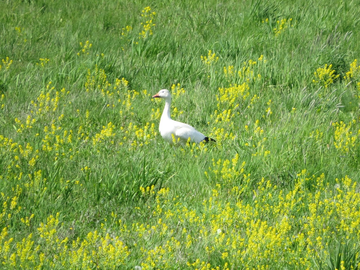 Snow Goose - ML339594241