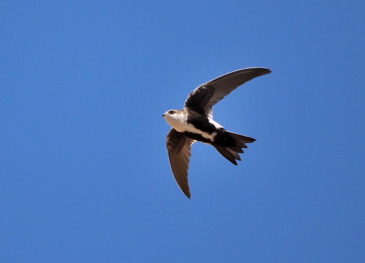 White-throated Swift - Aidan Brubaker