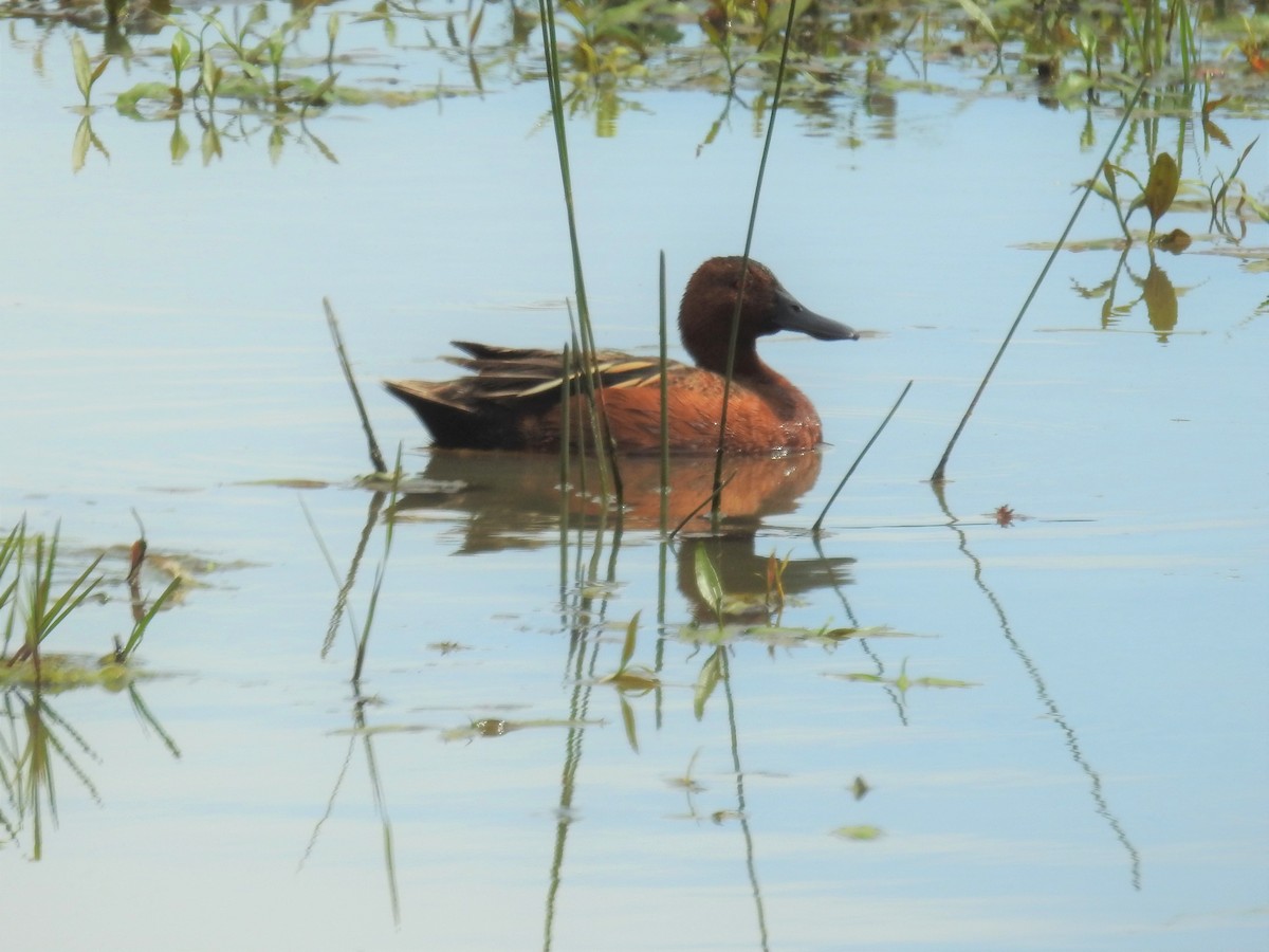 Cinnamon Teal - Erik Bergman