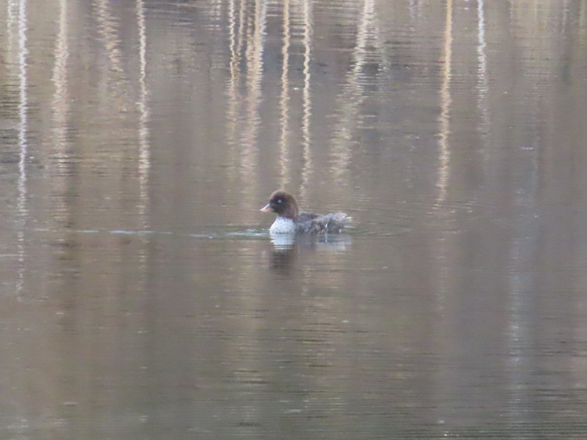 Barrow's Goldeneye - ML339597291