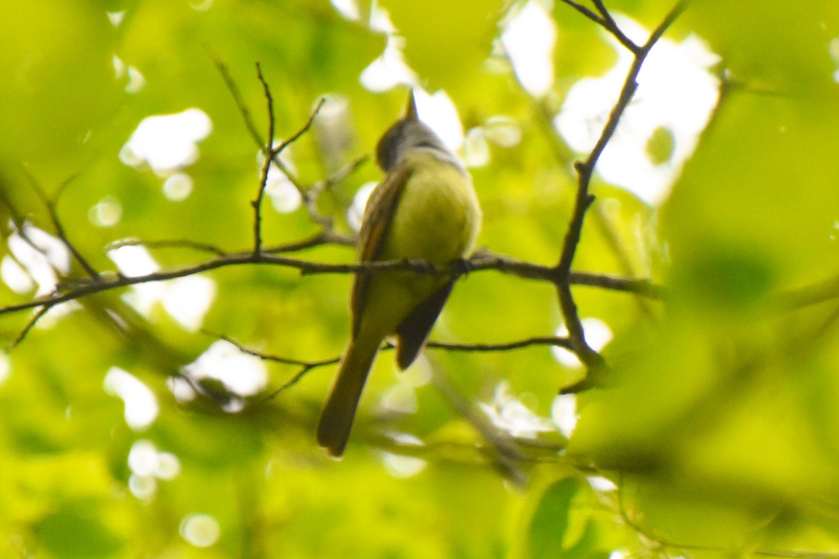 Great Crested Flycatcher - ML339597831