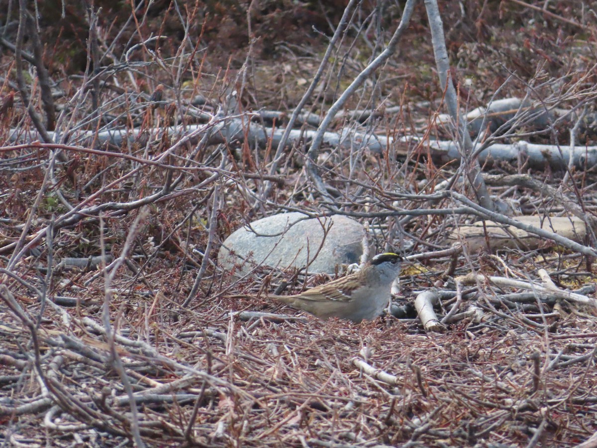 Golden-crowned Sparrow - ML339597921