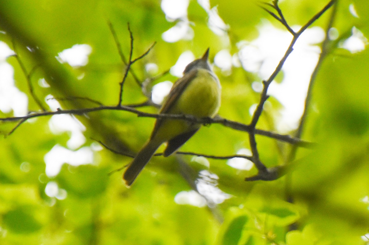 Great Crested Flycatcher - ML339597931