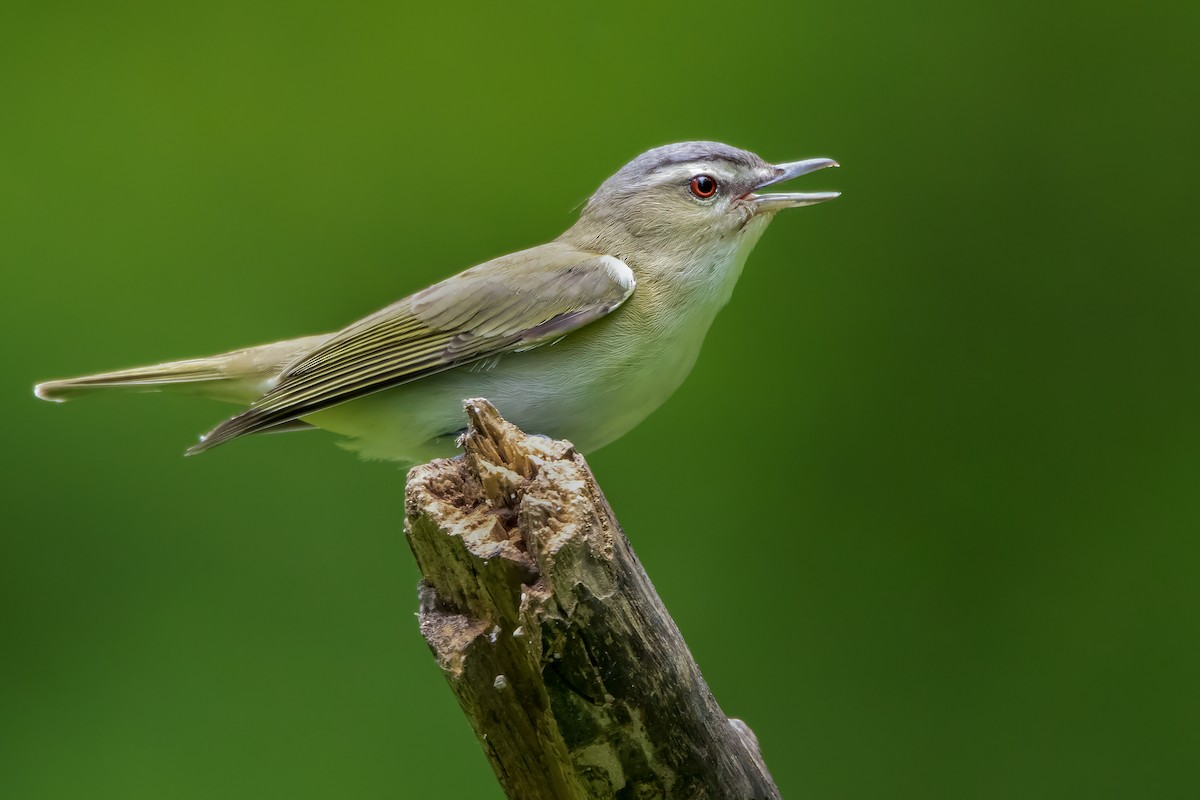 Red-eyed Vireo - ML339598741