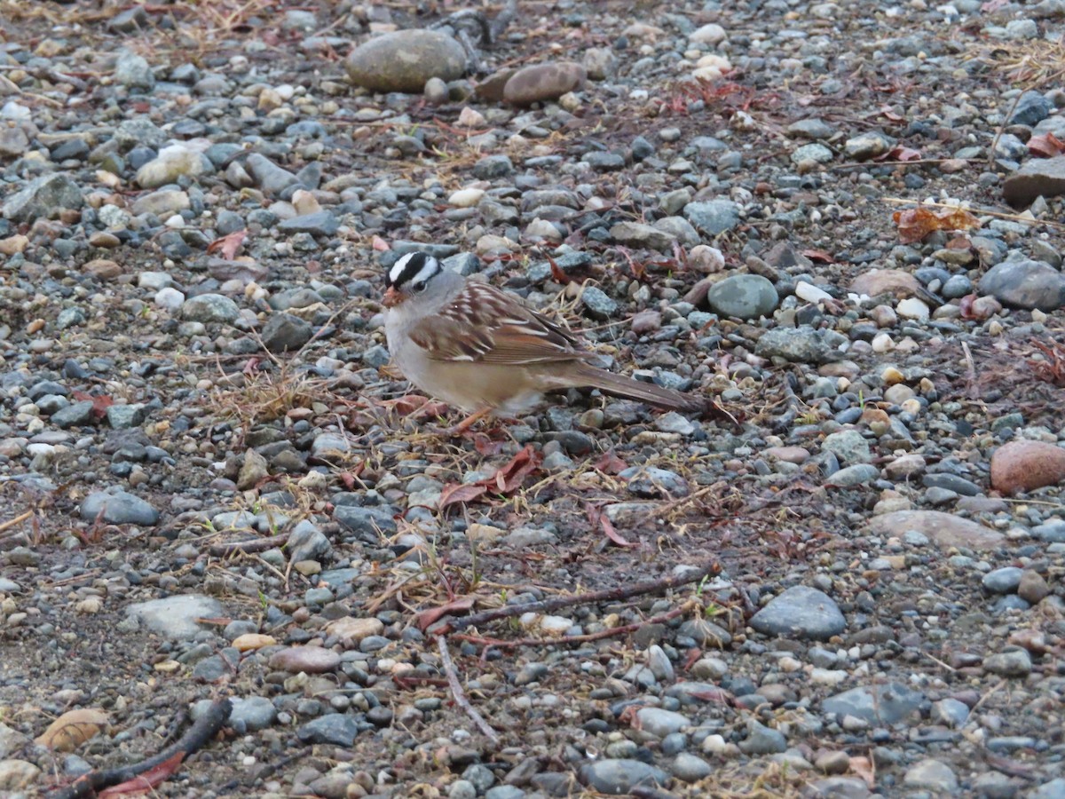 White-crowned Sparrow - ML339598871