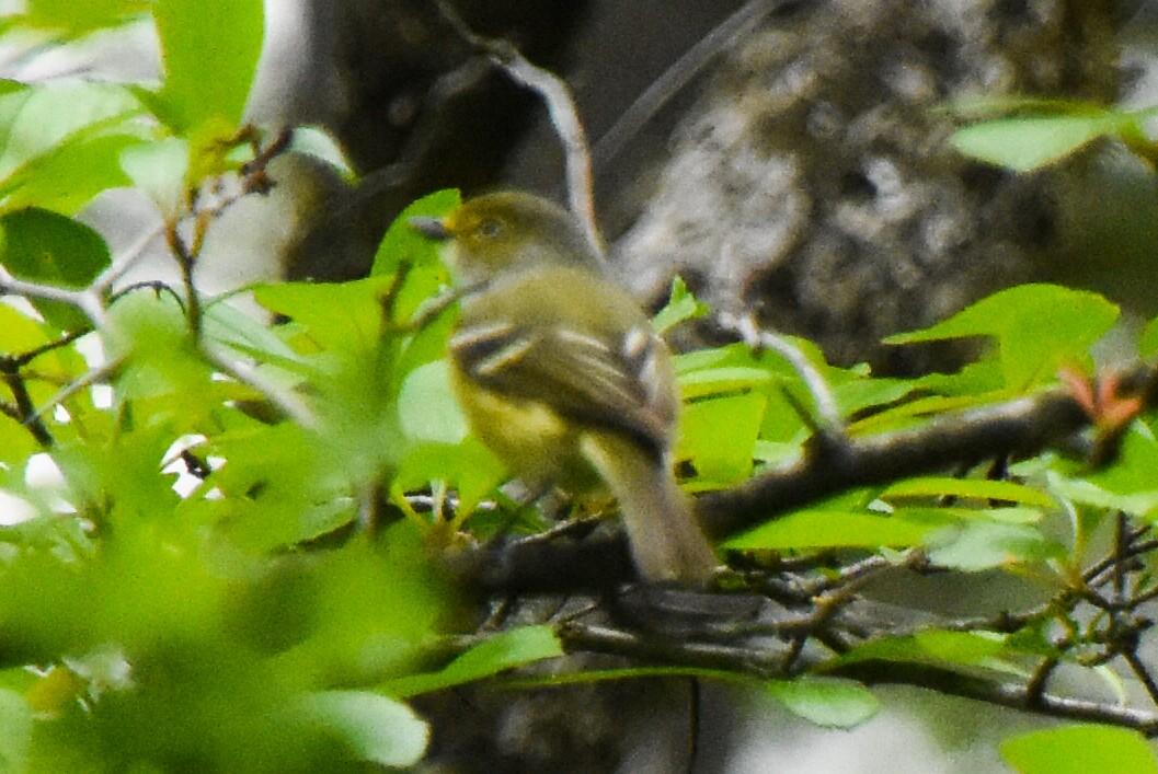 Vireo Ojiblanco - ML339599641