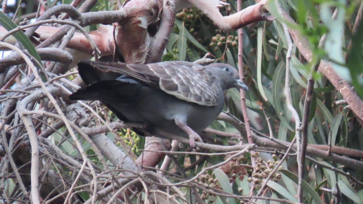 Голуб парагвайський (підвид albipennis) - ML339601081
