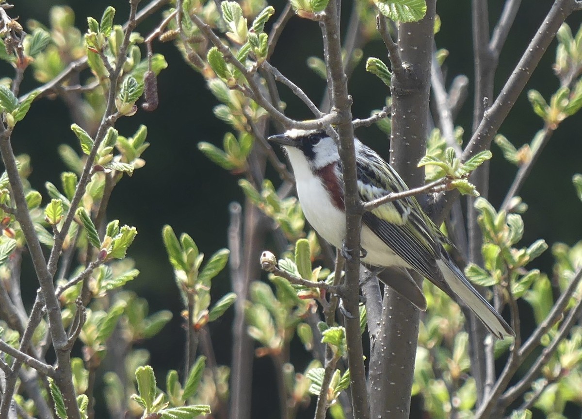 Chestnut-sided Warbler - Alain Sylvain