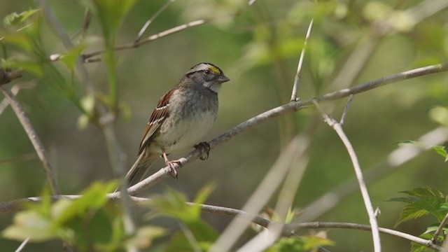 White-throated Sparrow - ML339602991